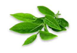 Tea Leaf